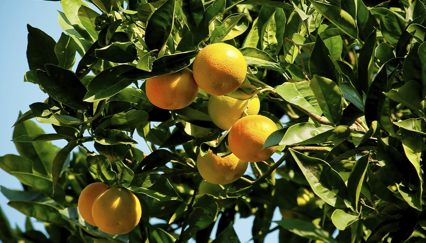 Fruit Garden